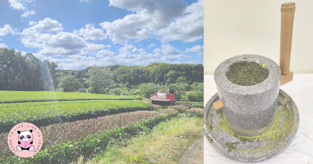 How To Design Your Matcha Self-Care Routine - Ceremonial grade matcha starts with young tea leaves picked in early spring, processed to remove any imperfections, and steamed to preserve their vibrant green color before being dried. Stone-ground into a fine powder and whisked into hot water, ceremonial matcha offers a concentrated flavor profile, utilizing the entire leaf unlike other tea varieties.